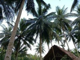 une chalet avec une chaume toit est assis parmi paume des arbres et tropical végétation sur un district dans batubara, Indonésie photo