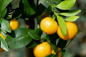 le calamondin Orange nitro Fortunella macrocarpa est une hybride de mandarin un cumquat photo