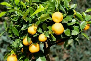 le calamondin Orange nitro Fortunella macrocarpa est une hybride de mandarin un cumquat photo