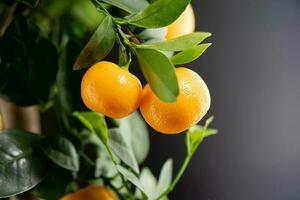 le calamondin Orange nitro Fortunella macrocarpa est une hybride de mandarin un cumquat photo