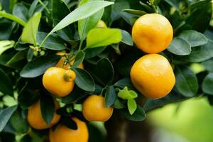 le calamondin Orange nitro Fortunella macrocarpa est une hybride de mandarin un cumquat photo