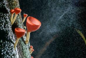 champignons tasse rouge champignon Champagne tasse photo