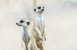 suricate suricata suricatta, africain originaire de animal, photo