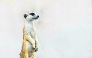 suricate suricata suricatta, africain originaire de animal, photo