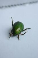 macro coup de une scarabée, image de punaise sur le sol. insecte animal.cétonie aurata sur une blanc Contexte dans le sauvage. photo