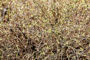 jasmin buisson dans de bonne heure printemps. le premier vert feuilles sur le branches de le plante. le Latin Nom est philadelphus lemoine ou philadelphus l. photo