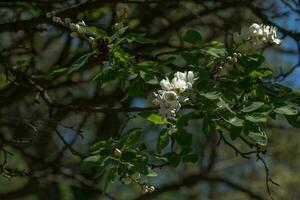 floraison branche de exochorde korolkowii dans printemps. exochorde albertii est une arbuste Rose originaire de à Asie. photo