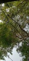 des arbres avec très luxuriant feuilles et brindilles avec bleu ciel et blanc des nuages dans le Contexte. photo