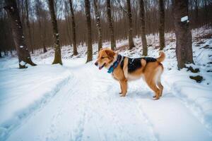 portrait de une magnifique chien dans le parc. aidi. gallois corgi chien. génératif ai photo