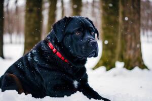 portrait de une noir Labrador retriever chien dans le parc. génératif ai photo