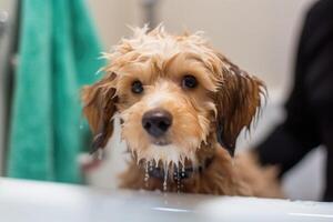 la lessive animal de compagnie. mignonne chien dans une baignoire avec shampooing mousse. génératif ai photo