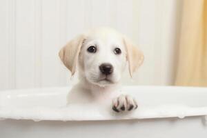 la lessive animal de compagnie. mignonne chien dans une baignoire avec shampooing mousse. génératif ai photo