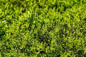 jasmin buisson dans printemps. le premier vert feuilles sur le branches de le plante. le Latin Nom est philadelphus lemoine ou philadelphus l. photo