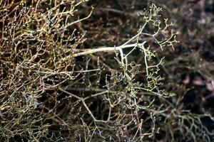 jasmin buisson dans de bonne heure printemps. sur le nu branches de le usine, le premier bourgeons sont né. le Latin Nom est philadelphus lemoine ou philadelphus l. photo