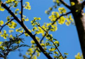 Frais brillant vert feuilles de ginkgo biloba contre le bleu ciel. branches de une ginkgo arbre dans le botanique jardin de le Dniepr dans Ukraine. photo