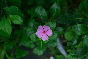 photo de rose fleurs sur Frais vert feuilles