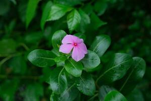 photo de rose fleurs sur Frais vert feuilles