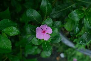 photo de rose fleurs sur Frais vert feuilles