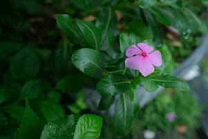 photo de rose fleurs sur Frais vert feuilles