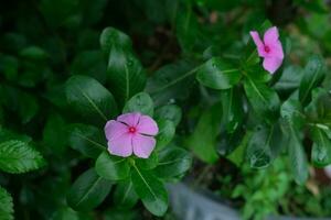 photo de rose fleurs sur Frais vert feuilles