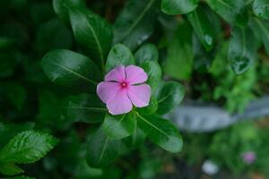 photo de rose fleurs sur Frais vert feuilles