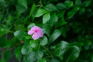 photo de rose fleurs sur Frais vert feuilles