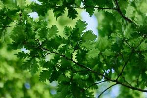 vert Frais feuilles sur chêne branches fermer contre le ciel dans lumière du soleil photo