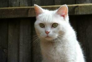 mignonne persan pur blanc chat est posant dans le Accueil jardin photo