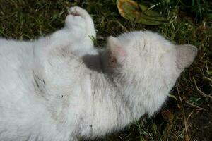 mignonne persan pur blanc chat est posant dans le Accueil jardin photo