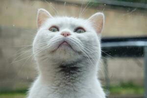 mignonne persan pur blanc chat est posant dans le Accueil jardin photo