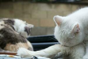 mignonne persan pur blanc chat est posant dans le Accueil jardin photo