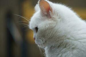 mignonne persan pur blanc chat est posant dans le Accueil jardin photo