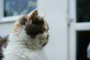 mignonne persan pur blanc chat est posant dans le Accueil jardin photo