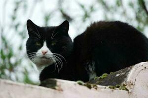 mignonne persan pur blanc chat est posant dans le Accueil jardin photo