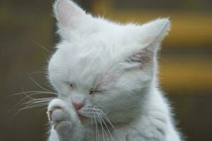 mignonne persan pur blanc chat est posant dans le Accueil jardin photo