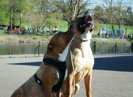 magnifique chien sur marcher à une local parc photo