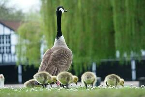 mignonne l'eau des oiseaux oies et poussins à Lac de bedford ville de Angleterre photo