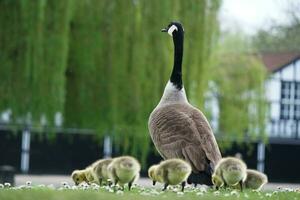 mignonne l'eau des oiseaux oies et poussins à Lac de bedford ville de Angleterre photo