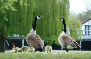 mignonne l'eau des oiseaux oies et poussins à Lac de bedford ville de Angleterre photo