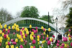 magnifique Frais fleurs de été saison à bedford ville de Angleterre Royaume-Uni photo