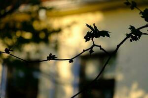 silhouette de une pendaison arbre branche et feuilles dans en retard après midi lumière photo