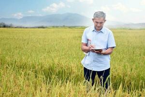 asiatique Sénior Masculin agriculteur permanent sur crête, en portant tablette, à la recherche et émouvant sur écran à vérifier et boutique le sien riz croissance information pendant le sien fin de semaine activité, content la vie de aînés concept. photo