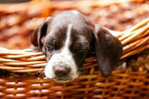 peu chiot de le français montrer du doigt chien race en train de dormir dans une panier en dessous de le Soleil photo