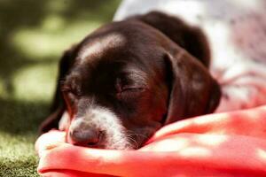 peu chiot de le français montrer du doigt chien race en train de dormir en dessous de le Soleil photo