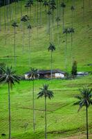 quindio la cire paumes à le cocora vallée situé dans salento dans le quindio Région dans Colombie. photo