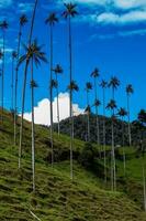 vue de le magnifique nuage forêt et le quindio la cire paumes à le cocora vallée situé dans salento dans le quindio Région dans Colombie. photo