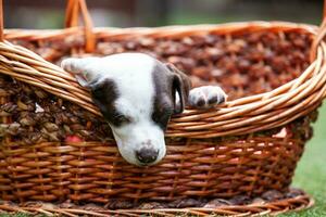 peu chiot de le français montrer du doigt chien race en train de dormir dans une panier en dessous de le Soleil photo