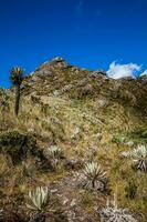 magnifique paysage de colombien andine montagnes montrant paramo type végétation dans le département de cundinamarca photo