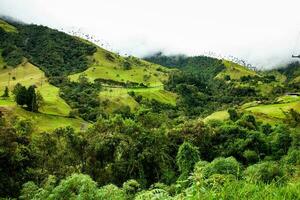 vue de le magnifique nuage forêt et le quindio la cire paumes à le cocora vallée situé dans salento dans le quindio Région dans Colombie. photo