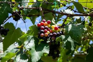 grappes de vitis labrusque les raisins dans le processus de maturité dans une grain de raisin cultivation à la syndicat dans le valle del Cauca Région de Colombie photo
